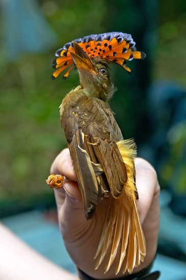amazonian royal flycatcher