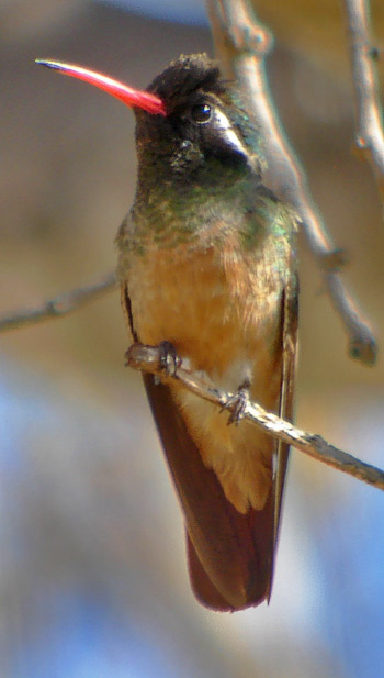 Xantus's Hummingbird  