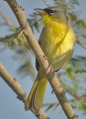 Grey-crowned Yellowthroat