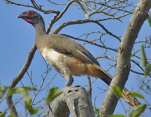 West Mexican Chachalaca