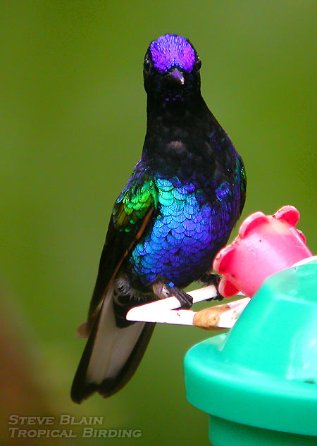 Velvet-purple Coronet