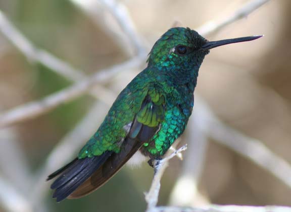   Blue-tailed Emerald  