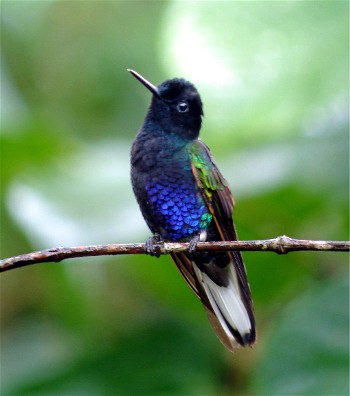 Velvet-Purple Coronet