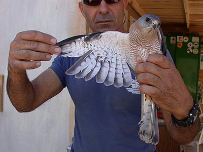 Levants Sparrowhawk - male