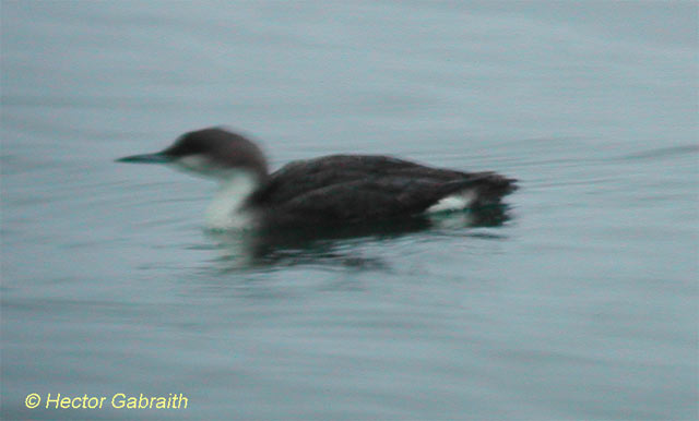 Arctic/Pacific Loon