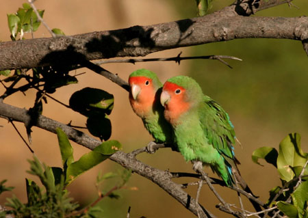 Rosy-faced Lovebird