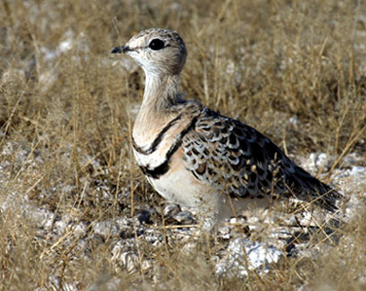 Double-banded Courser