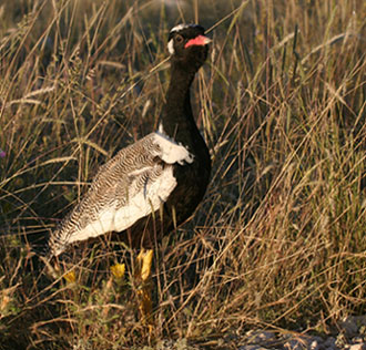 Northern Black Korhaan