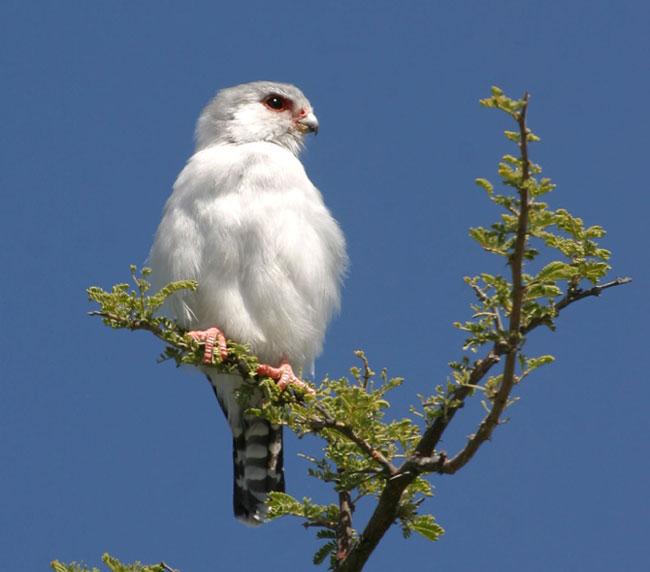 Pygmy Falcon