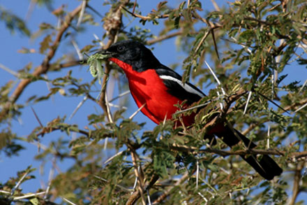 Crimson-breasted Shrike