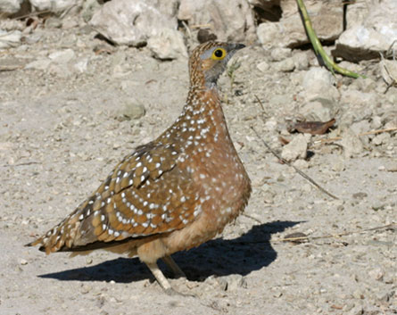 Burchell's Sandgrouse