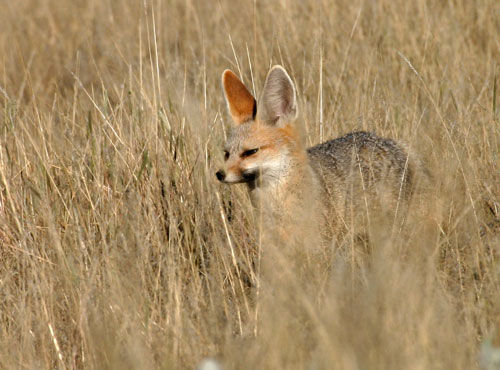 Cape Fox