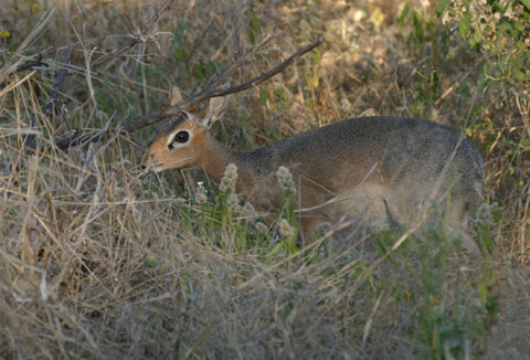 Damara Dik-Dik