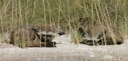 Bat-eared Fox