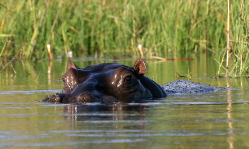 Common Hippopotamus