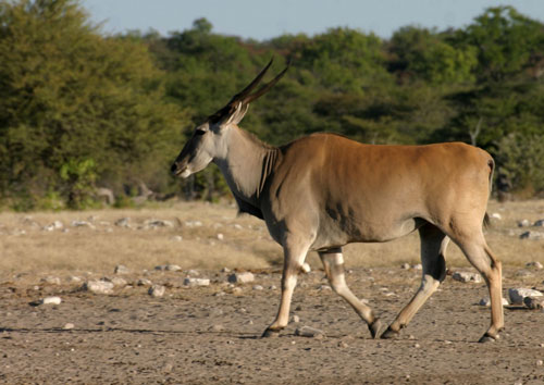 Common Eland