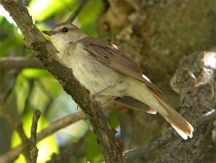 'hafizi' common nightingale