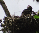 Harpy Eagle nest