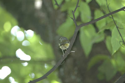 Green Shrike-babbler
