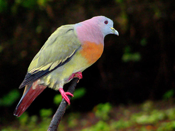 Pink-necked Pigeon