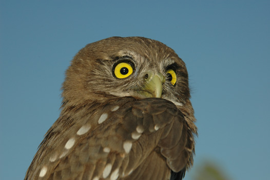 Austral Pygmy-Owl