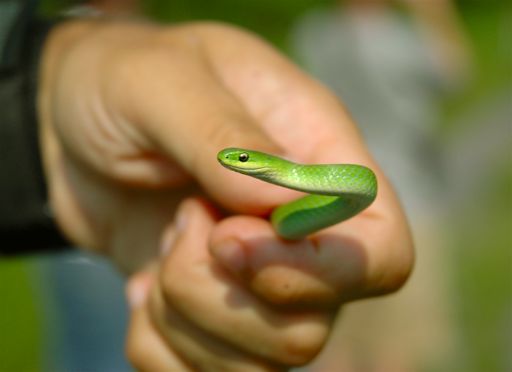 Smooth Green Snake (Liochlorophis vernalis)