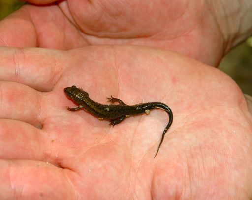 Alleghaney Mountain Dusky Salamander (Desmognathus ochrophaeus)