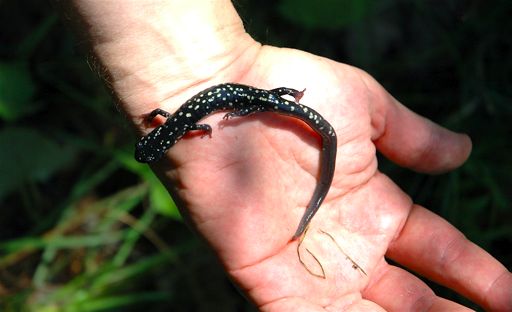 Northern Slimey Salamander (Plethodon glutinosus)