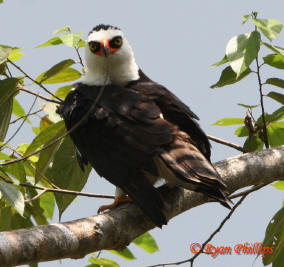 Black-and-white Hawk-eagle (Spizastur melanoleucus)