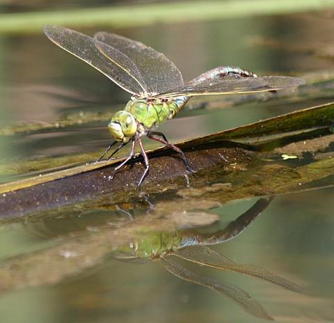 Emperor dragonfly (female)