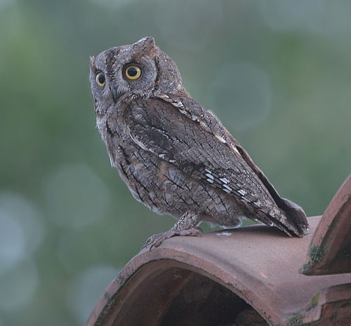 Scop's Owl