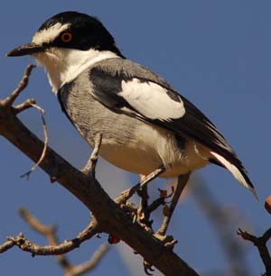 White-tailed Shrike