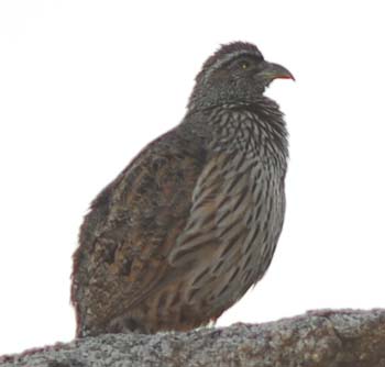 Hartlaub's Francolin