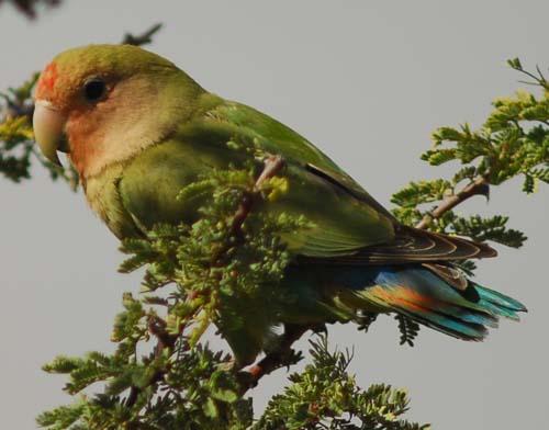 Rosy-faced Lovebird