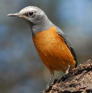 Short-toed Rock-thrush