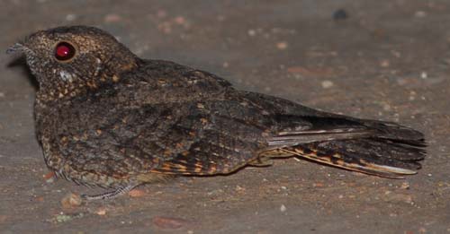 Freckled Nightjar