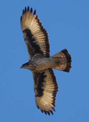 African Hawk Eagle