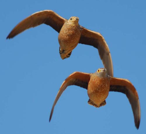 Burchell's Sandgrouse