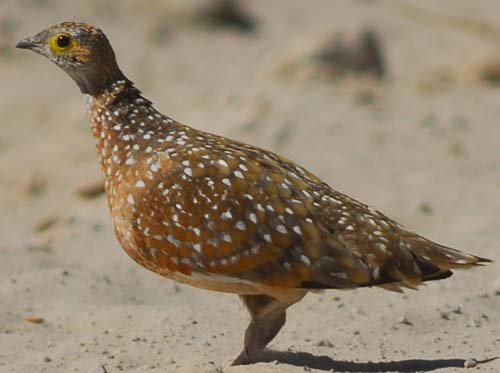 Burchell's Sandgrouse