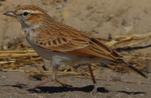 Fawn-coloured Lark