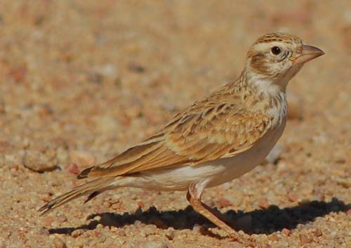 Stark's Lark