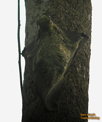 Malayan Colugo or Flying Lemur