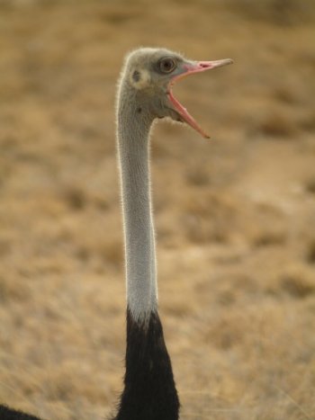 Somali Ostrich