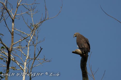 Lesser Fisg Eagle