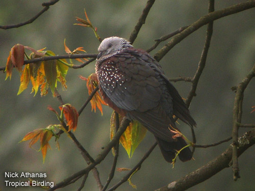 Speckled Wood-Pigeon