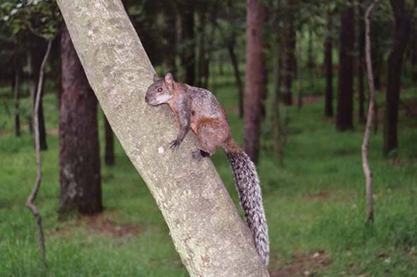 Mexican Red-bellied Squirrel