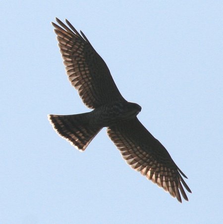 Levant Sparrowhawk (juv)