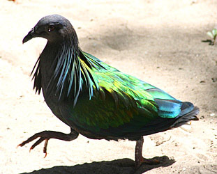 nicobar pigeon