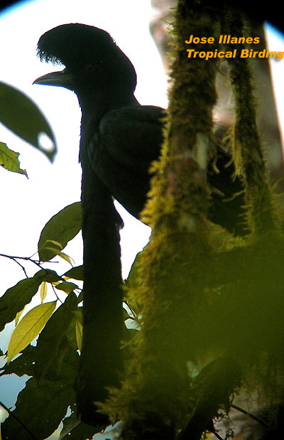 Long-wattled Umbrellabird
