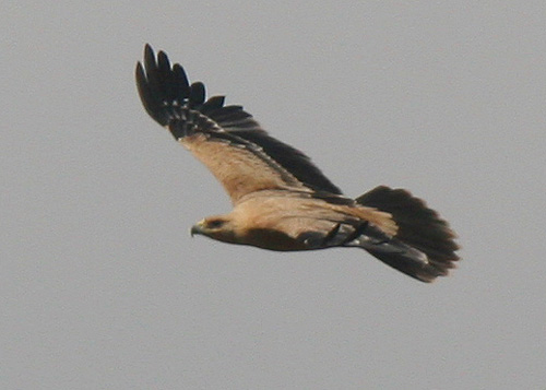 Spanish Imperial Eagle Juv. - Bred this year for the first time in 50 years in Cadiz Province